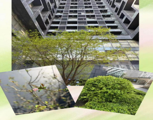 三月沐春风 公寓服务暖融融